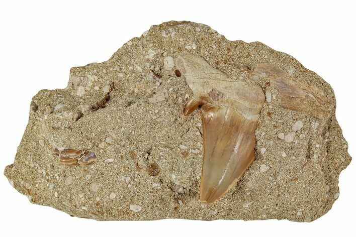 Otodus Shark Tooth Fossil in Rock - Eocene #230931